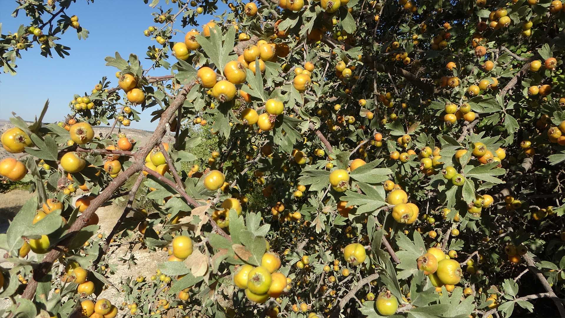 Şifa Kaynağı Alıçta Hasat Başladı