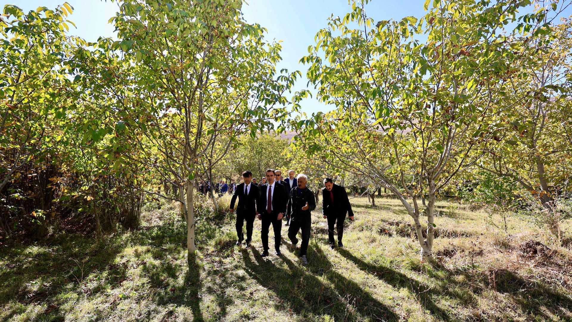 Adilcevaz'da Ceviz Hasadı Başladı 1