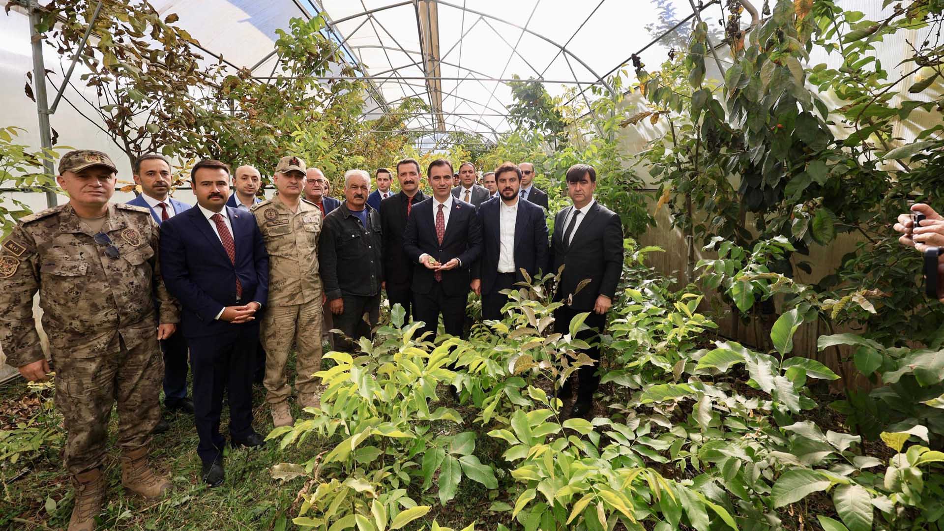 Adilcevaz'da Ceviz Hasadı Başladı 5