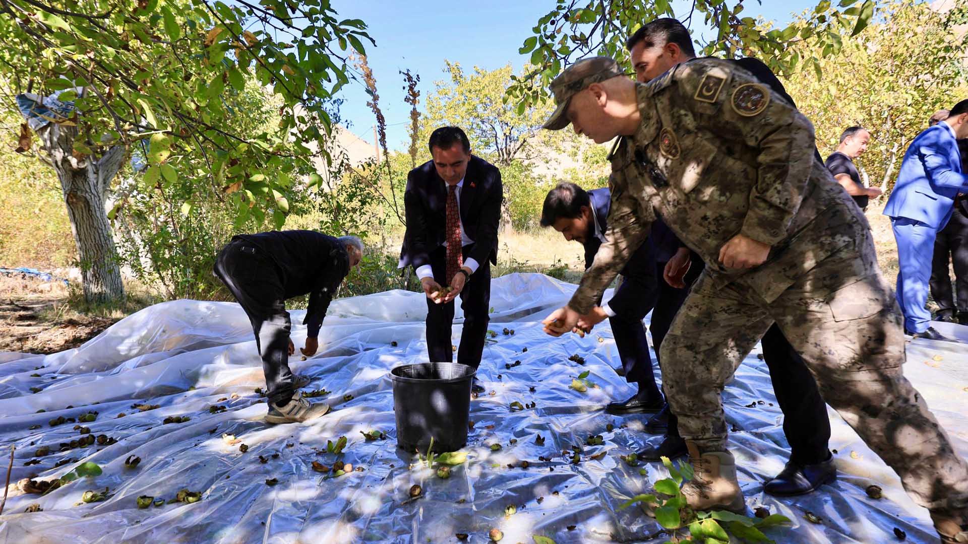 Adilcevaz'da Ceviz Hasadı Başladı