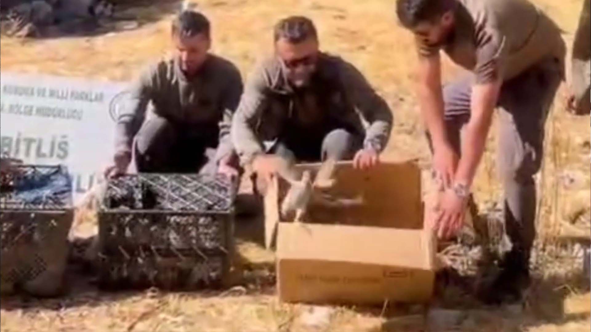 Bitlis’te Kaçak Keklik Ticaretine Geçit Yok, 90 Kınalı Keklik Ele Geçirildi