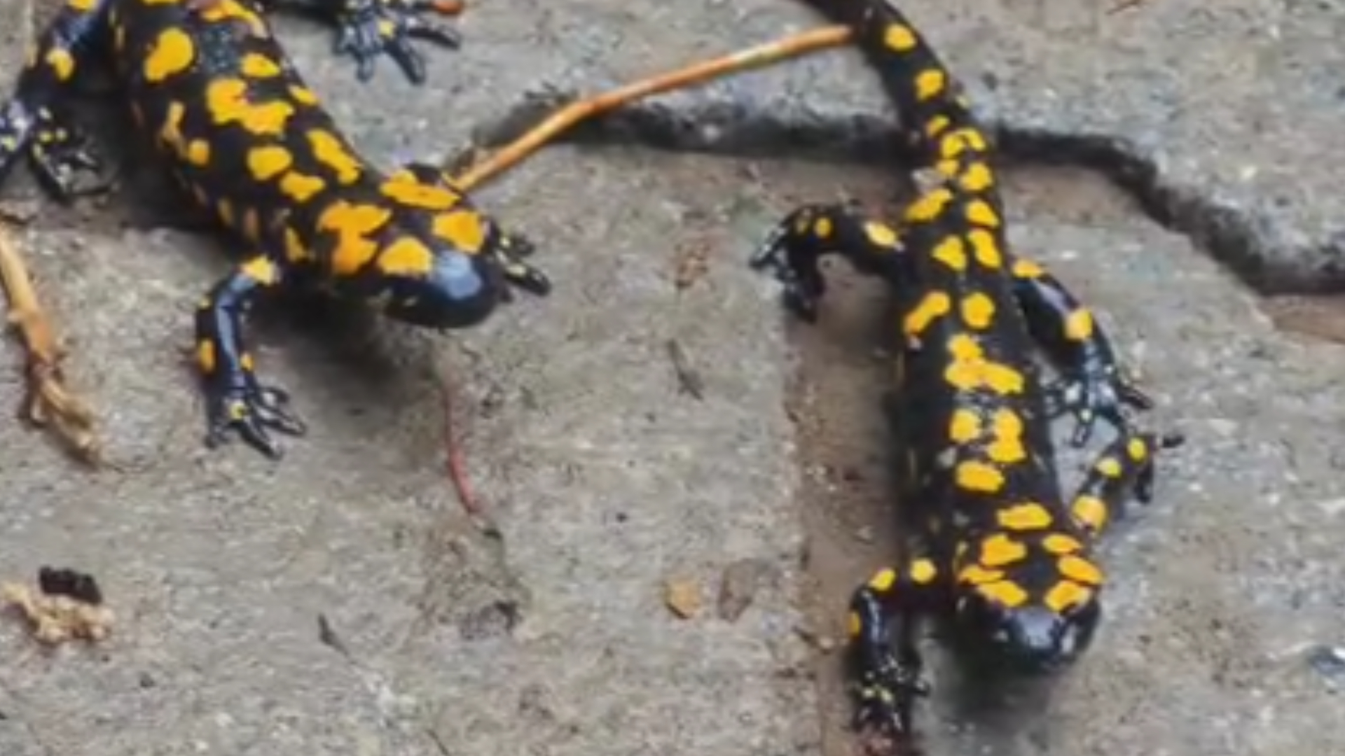 Haber Kapak Şablon (28)-25