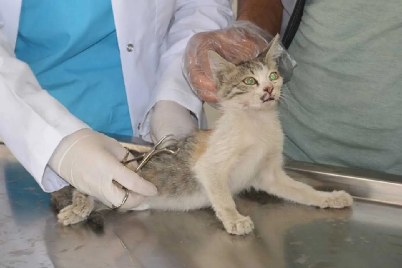 Sahipli Ve Sahipsiz Hayvanlar Icin Asi Ve Bakim Uyarisi 1