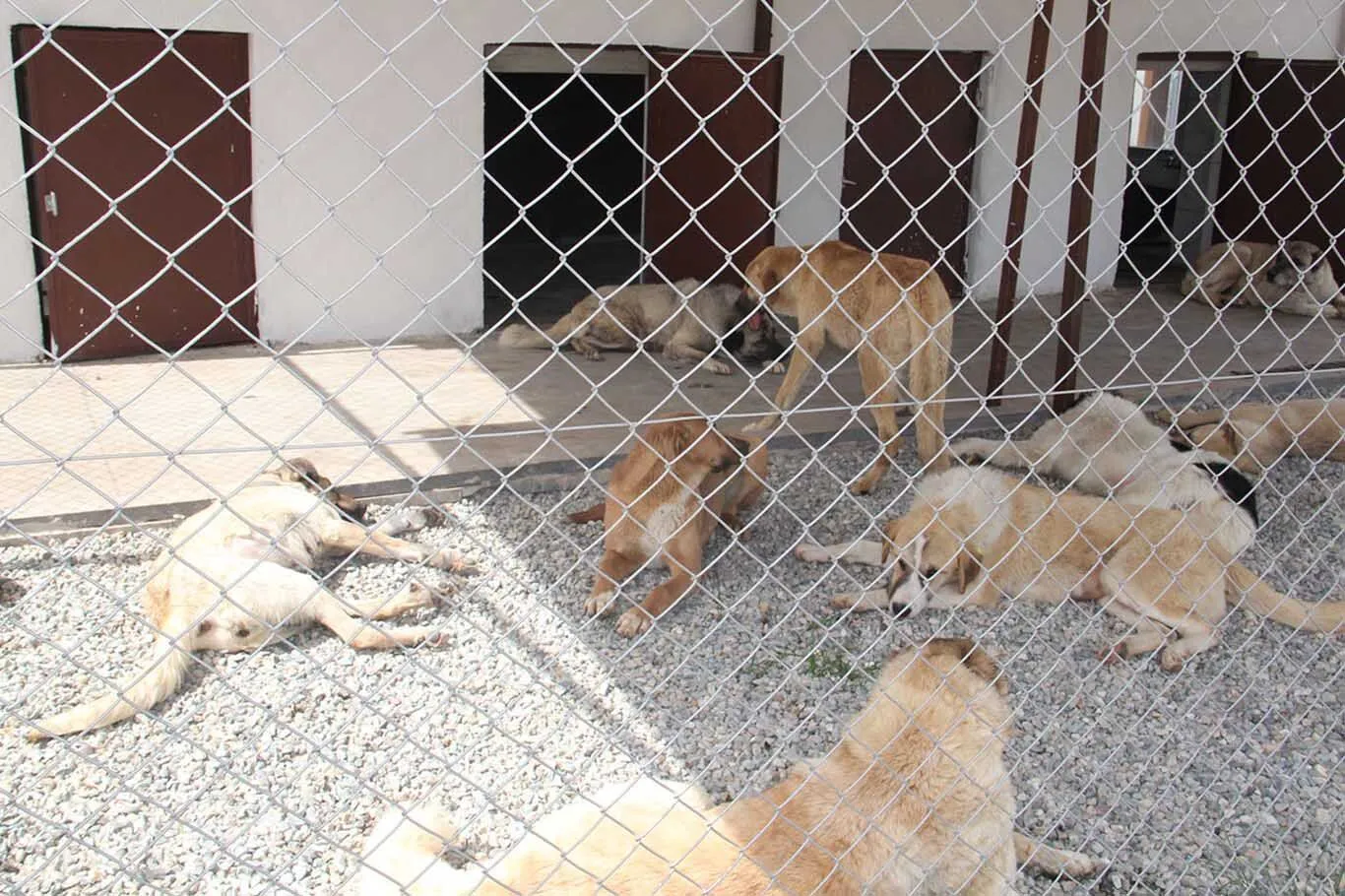 Sahipli Ve Sahipsiz Hayvanlar Icin Asi Ve Bakim Uyarisi 2