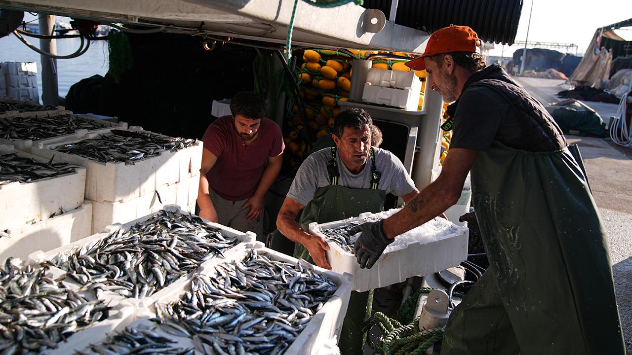 Balik Sardalya Aa 2409106