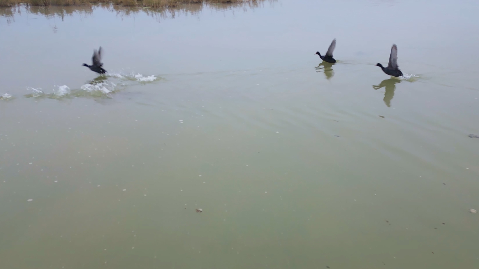 Haber Kapak Şablon (14)-51