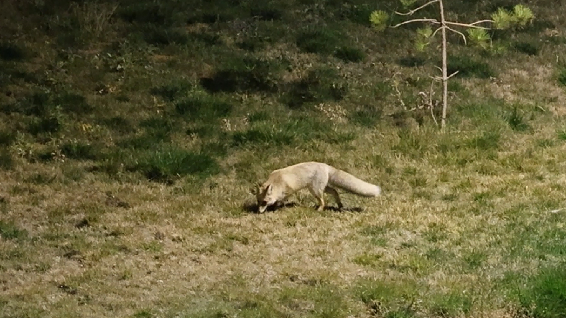 Haber Kapak Şablon (17)-44