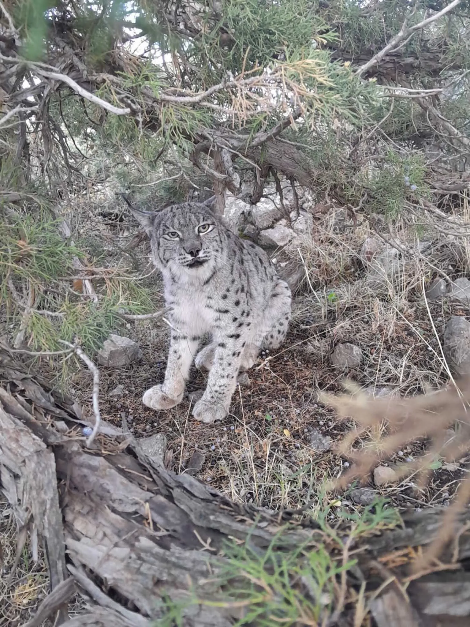Nesli Tehlike Altinda Olan Vasak Cep Telefonu Kamerasiyla Goruntulendi 1