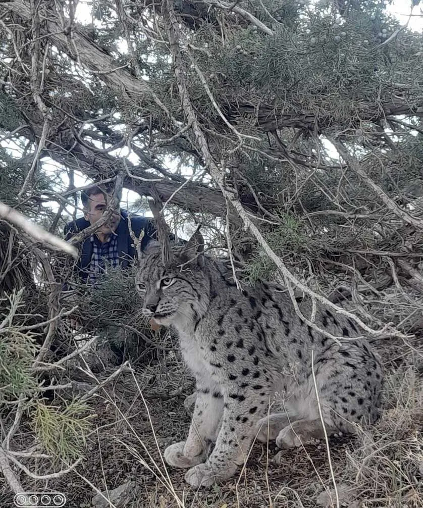 Nesli Tehlike Altinda Olan Vasak Cep Telefonu Kamerasiyla Goruntulendi 2