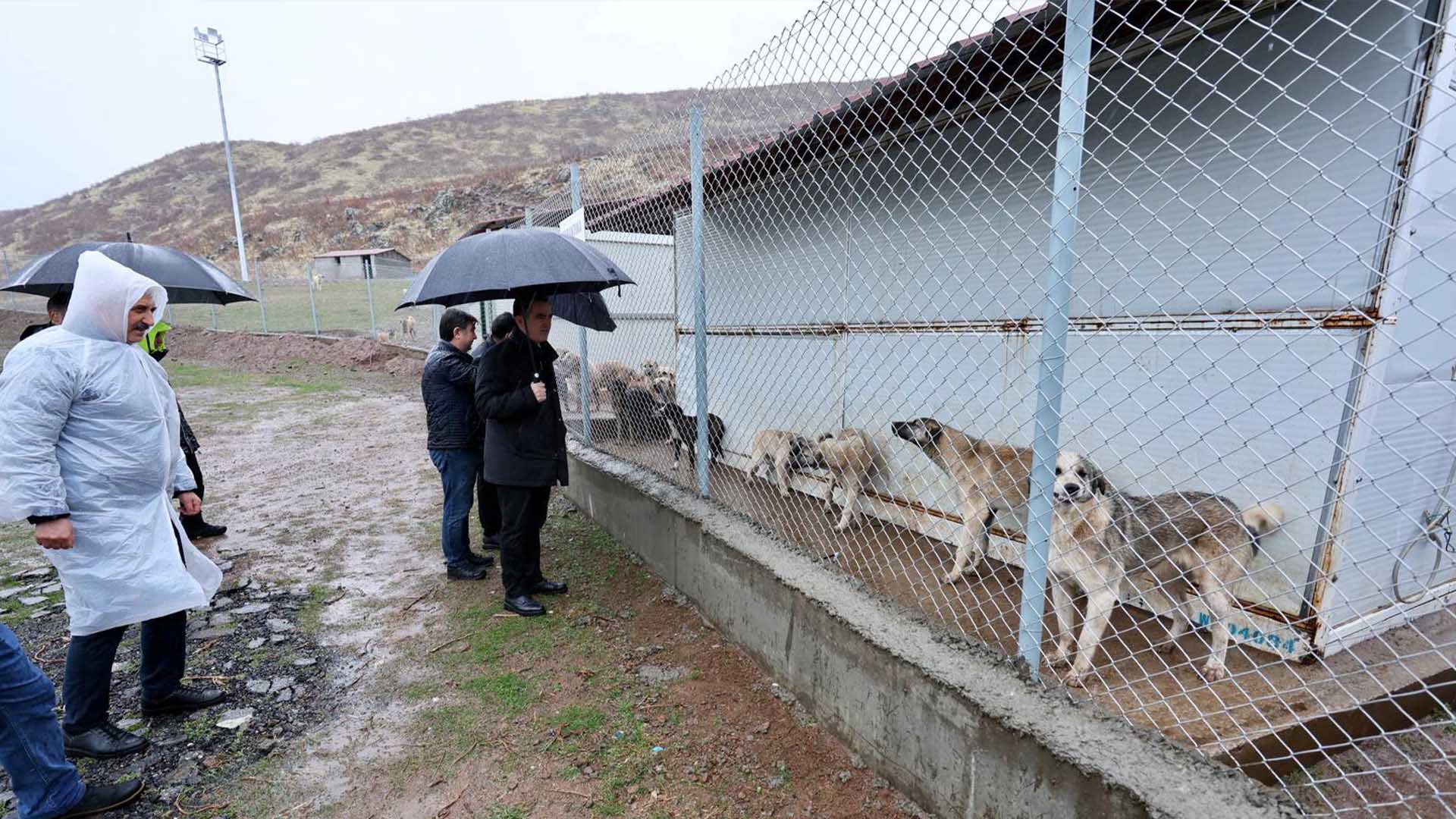Bitlis Valisi Karakaya Sokak Hayvanları Bakımevini İnceledi