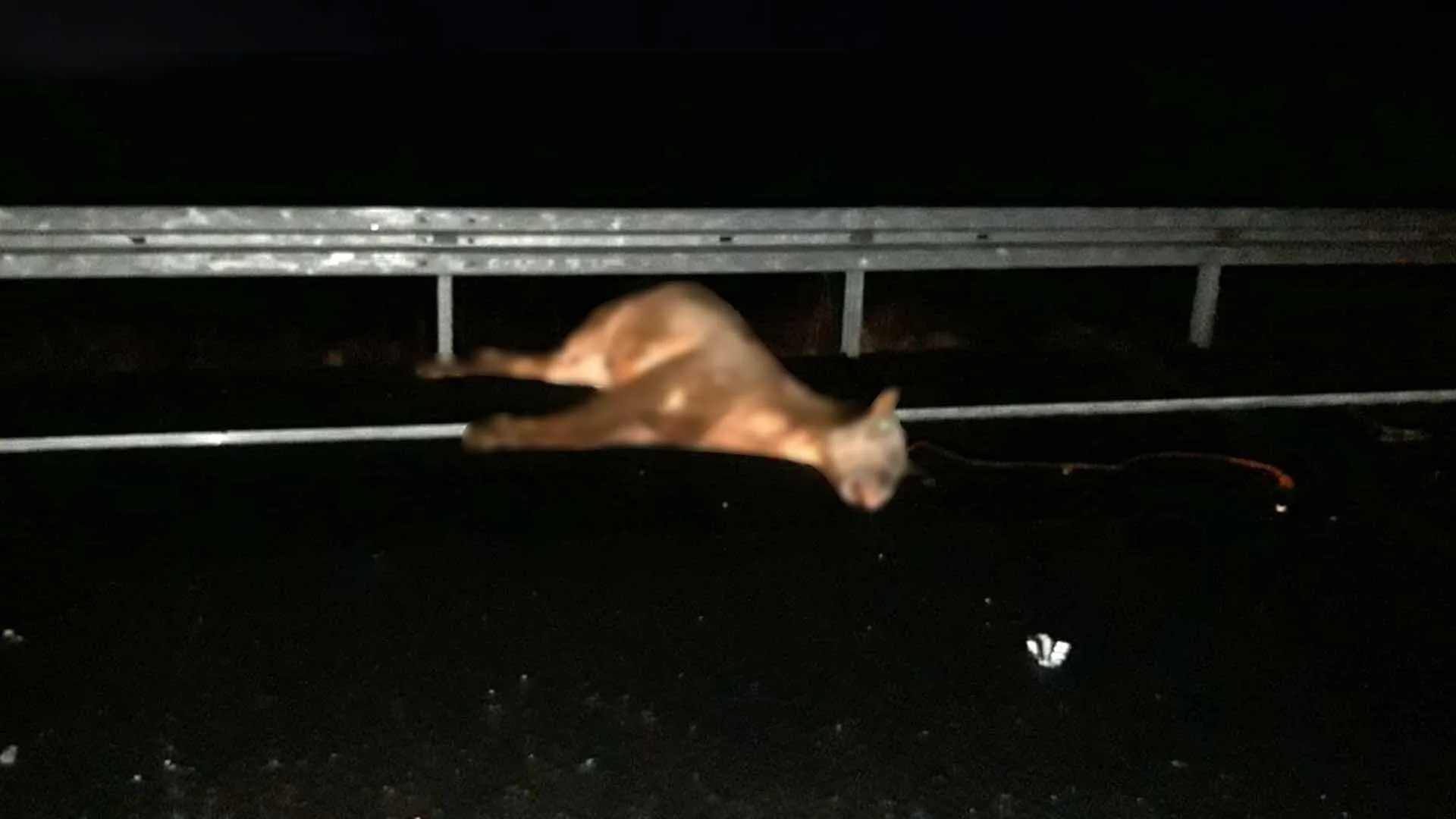 Otomobilin Carptigi At Telef Oldu 1