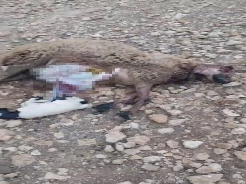 Sanliurfada Kurt 18 Koyunu Telef Etti 1