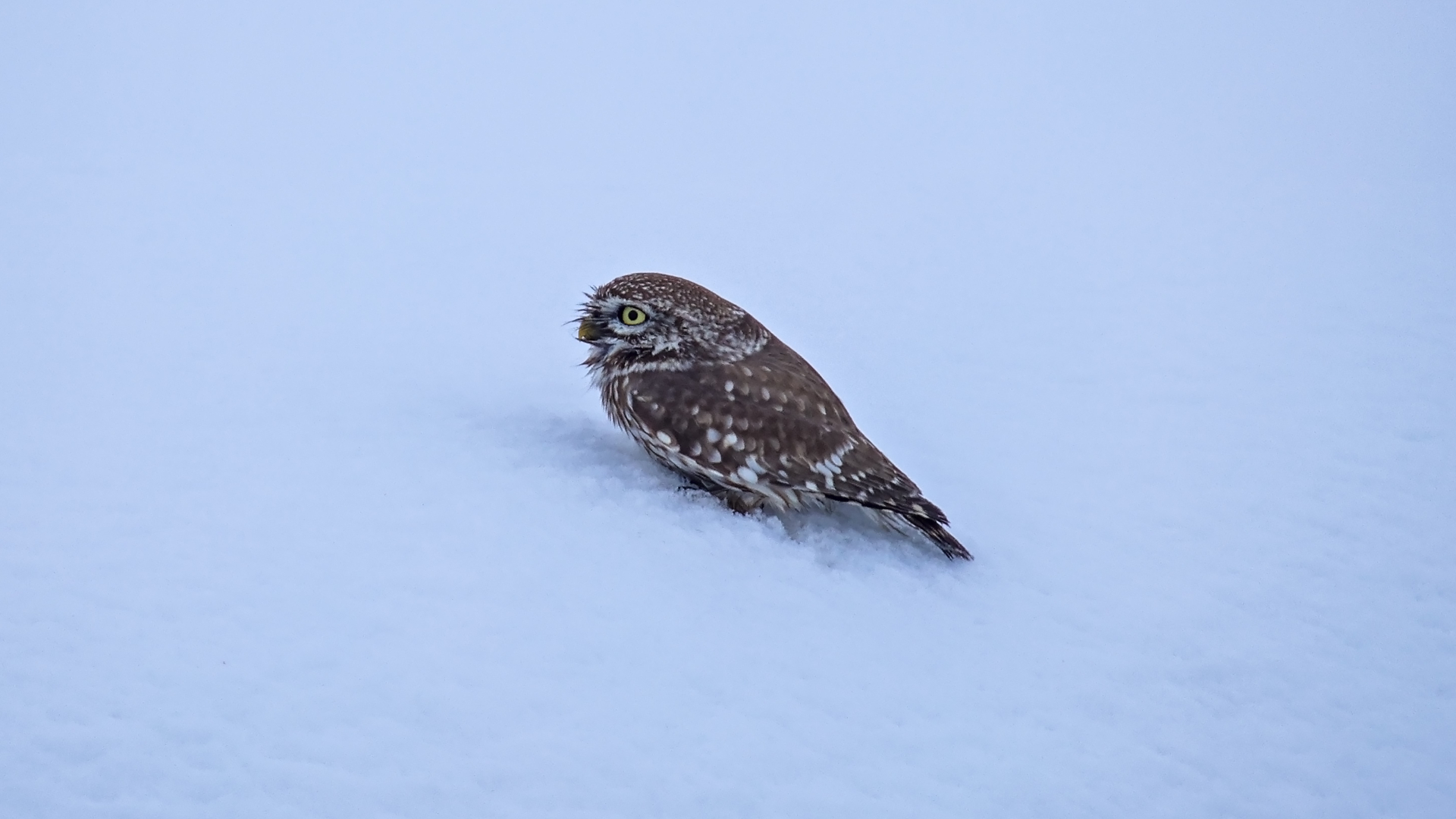 Haber Kapak Şablon (11)-63