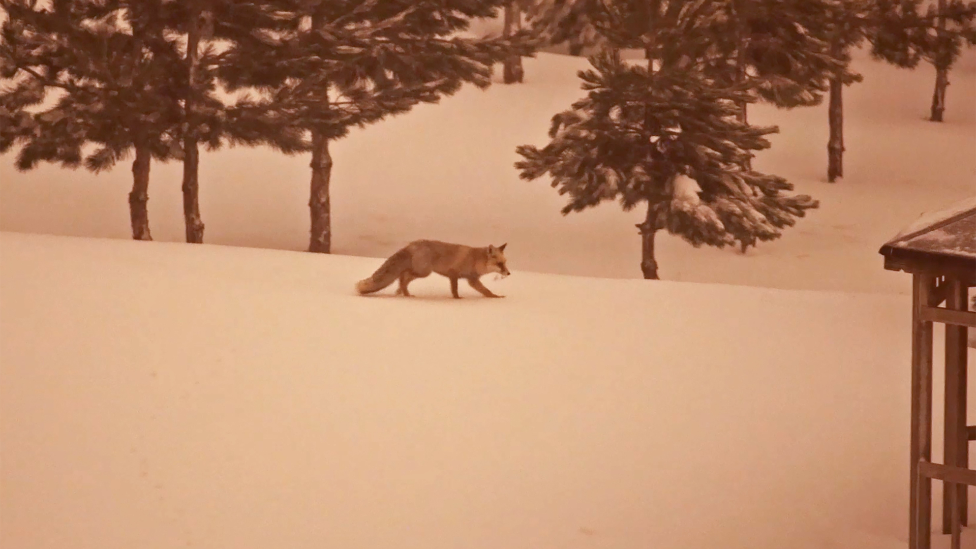 Haber Kapak Şablon (12)-56