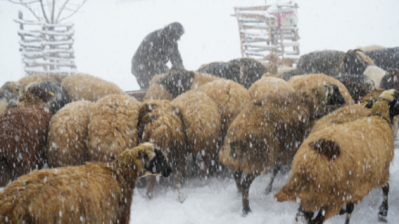 Haber Kapak Şablon (35)-31