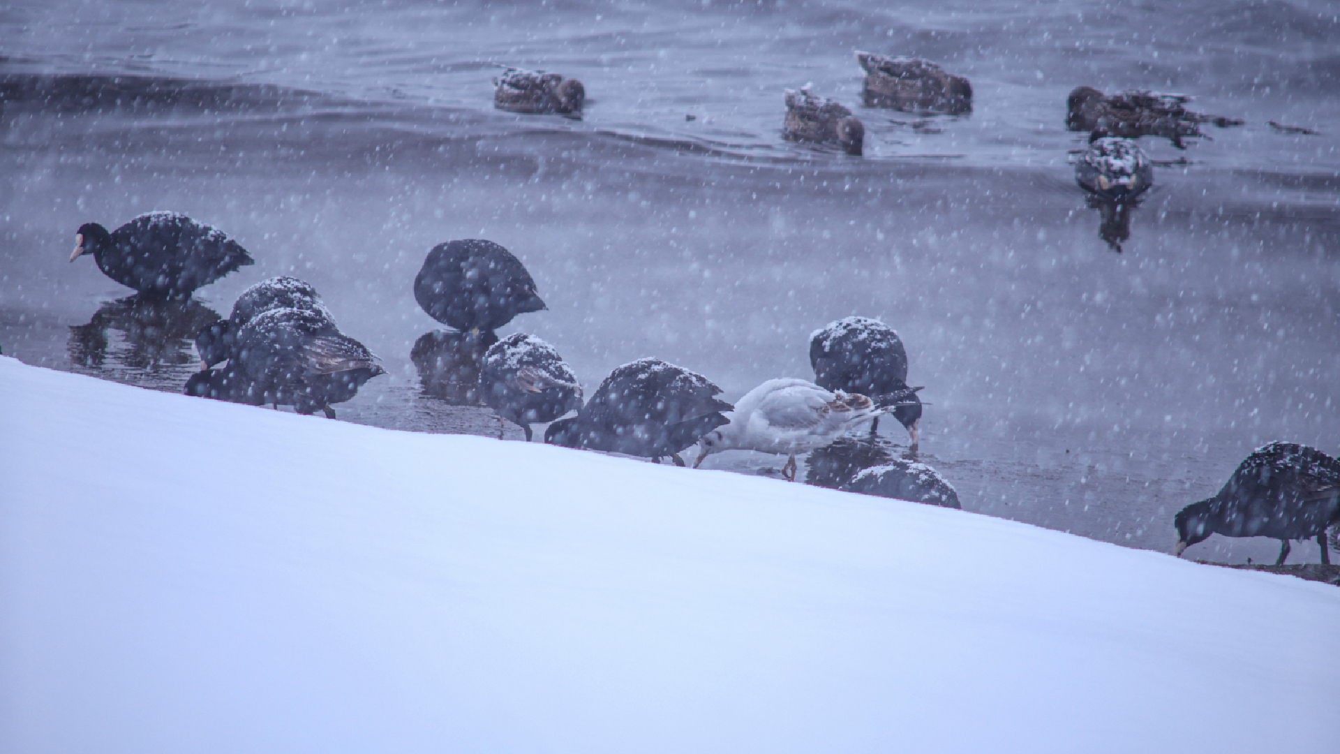 Haber Kapak Şablon (69)-15