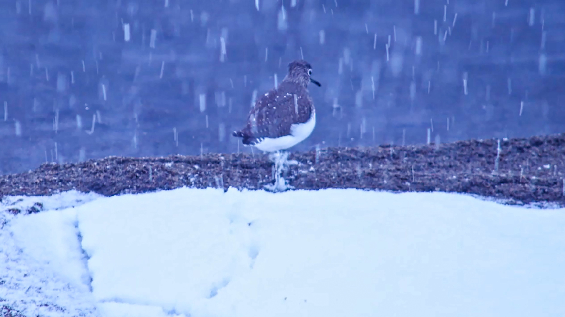 Haber Kapak Şablon (70)-15