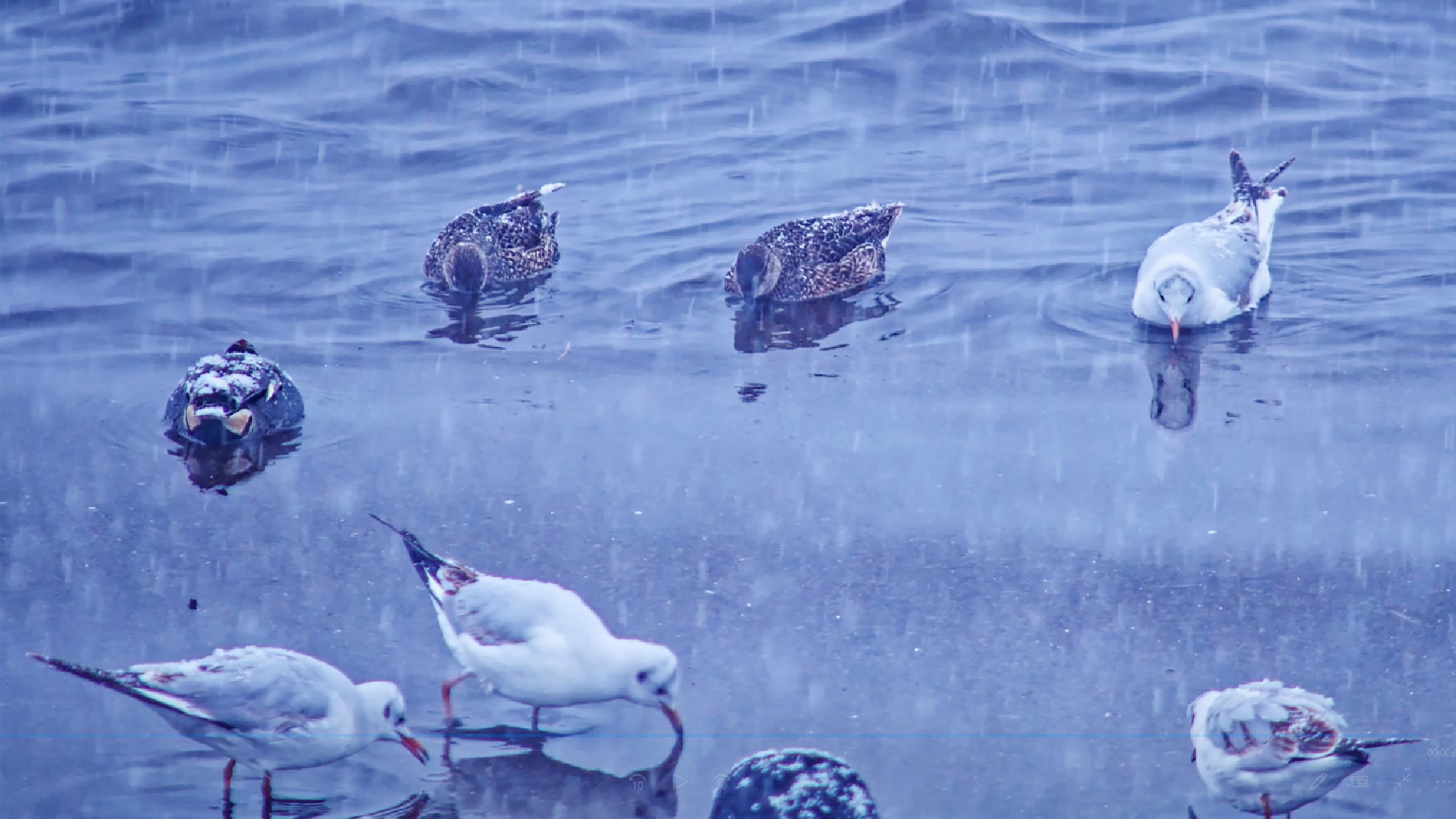 Haber Kapak Şablon (71)-14