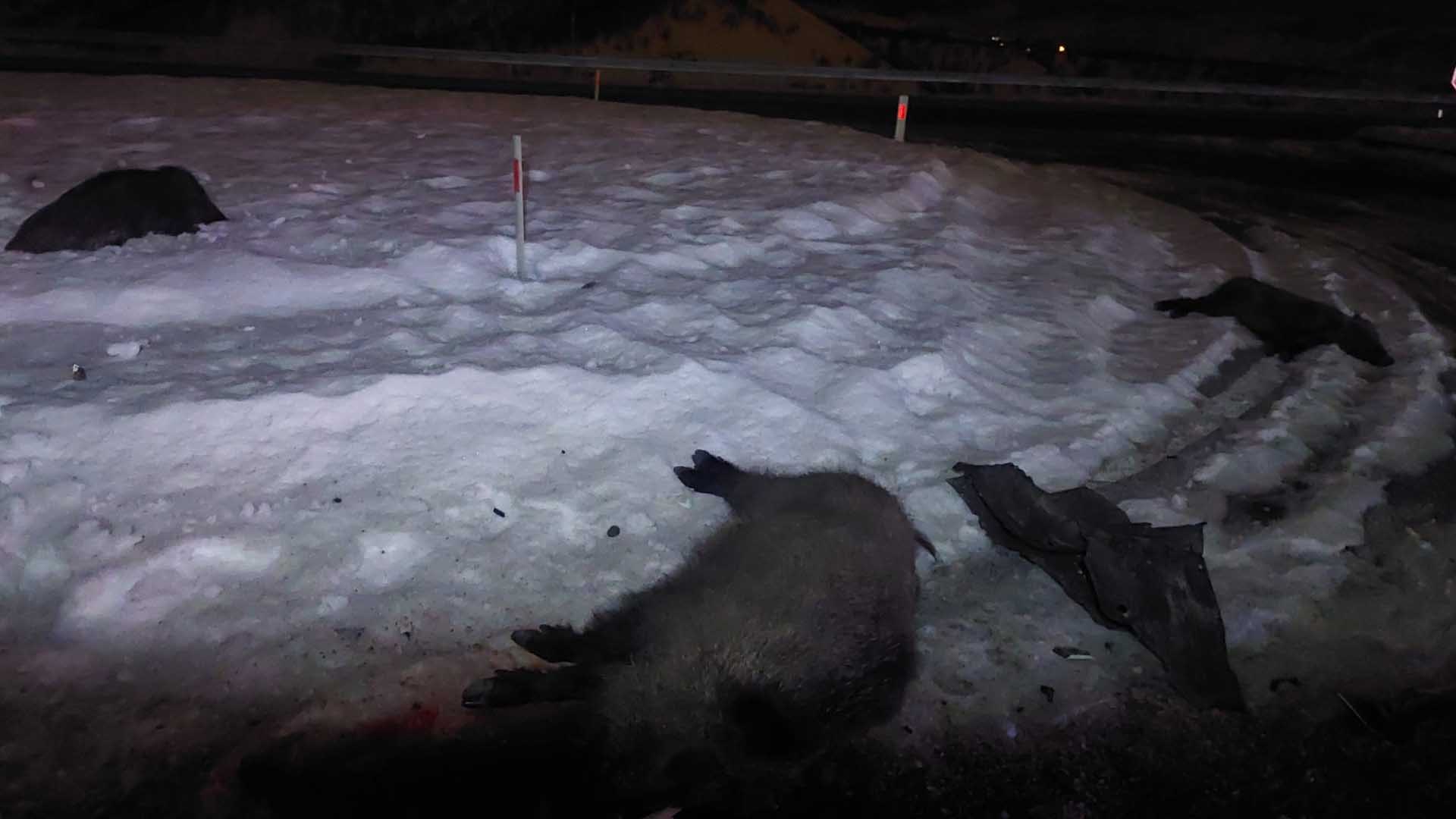 Muş Karayolunda Domuz Sürüsüne Çarpan Otomobilde 3 Kişi Yaralandı 2