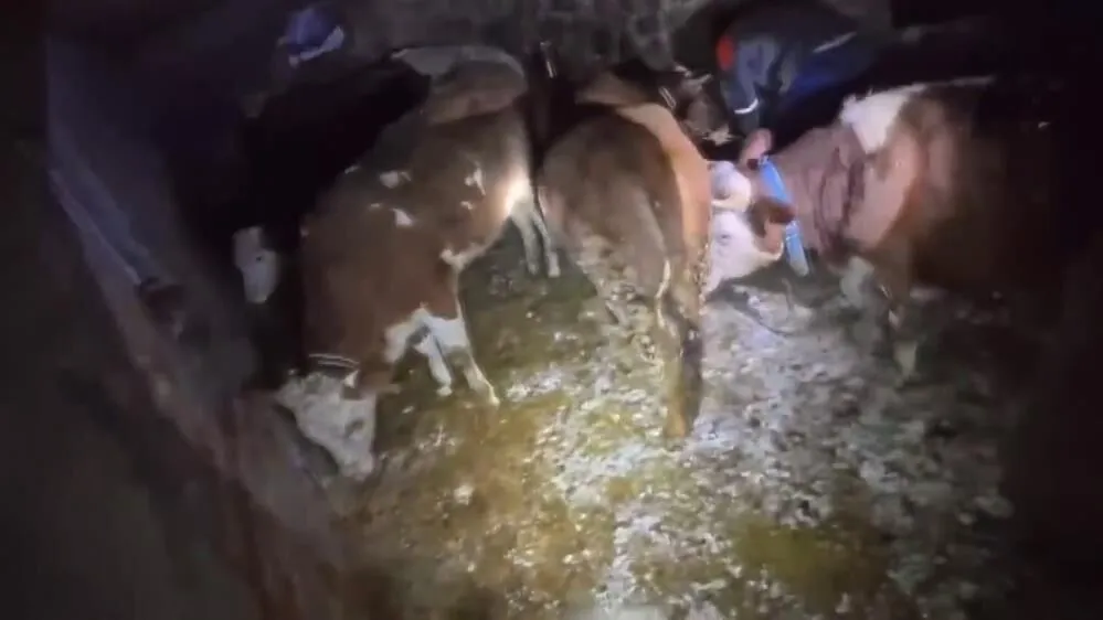 Yogun Kar Ahiri Cokertti 3 Buyukbas Hayvan Telef Oldu 2