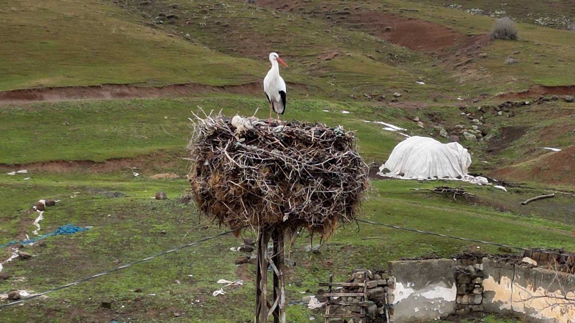 Bitlis'in Göç Etmeyen Leyleği Yıllardır Aynı Yuvada