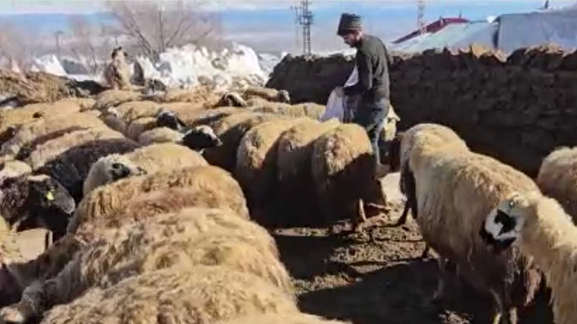 Bitlis'te Besicilerin Zorlu Mücadelesi 1
