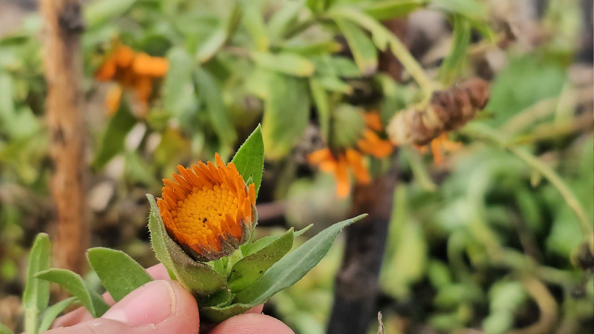 Karın Başkenti Bitlis’te Şubat Sürprizi, Çiçekler Karların Arasında Açtı 1