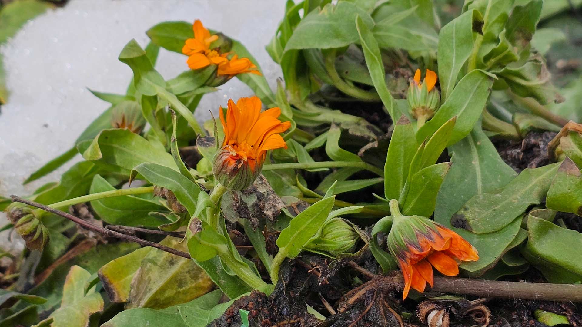 Karın Başkenti Bitlis’te Şubat Sürprizi, Çiçekler Karların Arasında Açtı 3