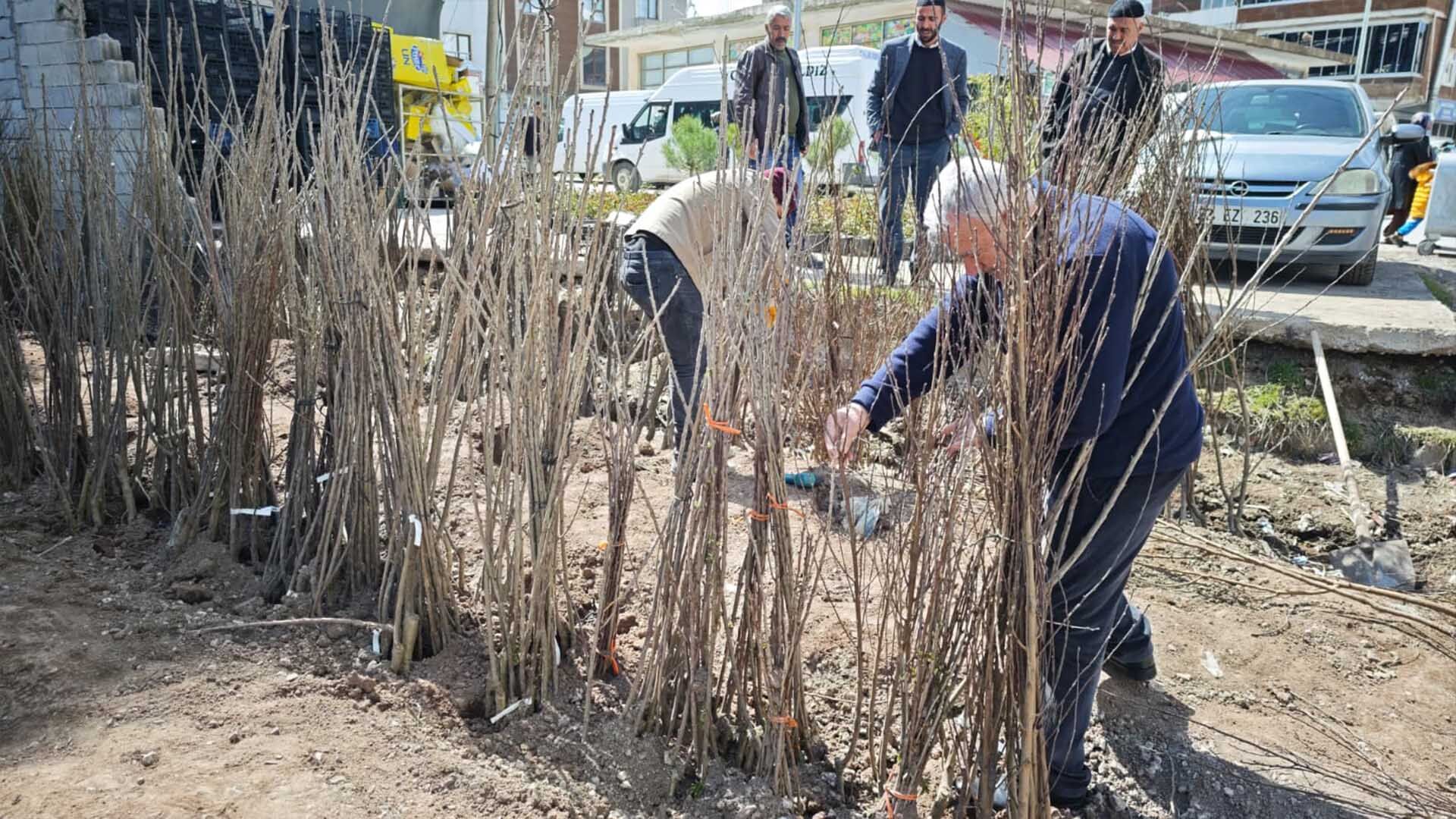 Ahlat’ta Bahar Hareketliliği, Meyve Fidanlarına Yoğun İlgi 1