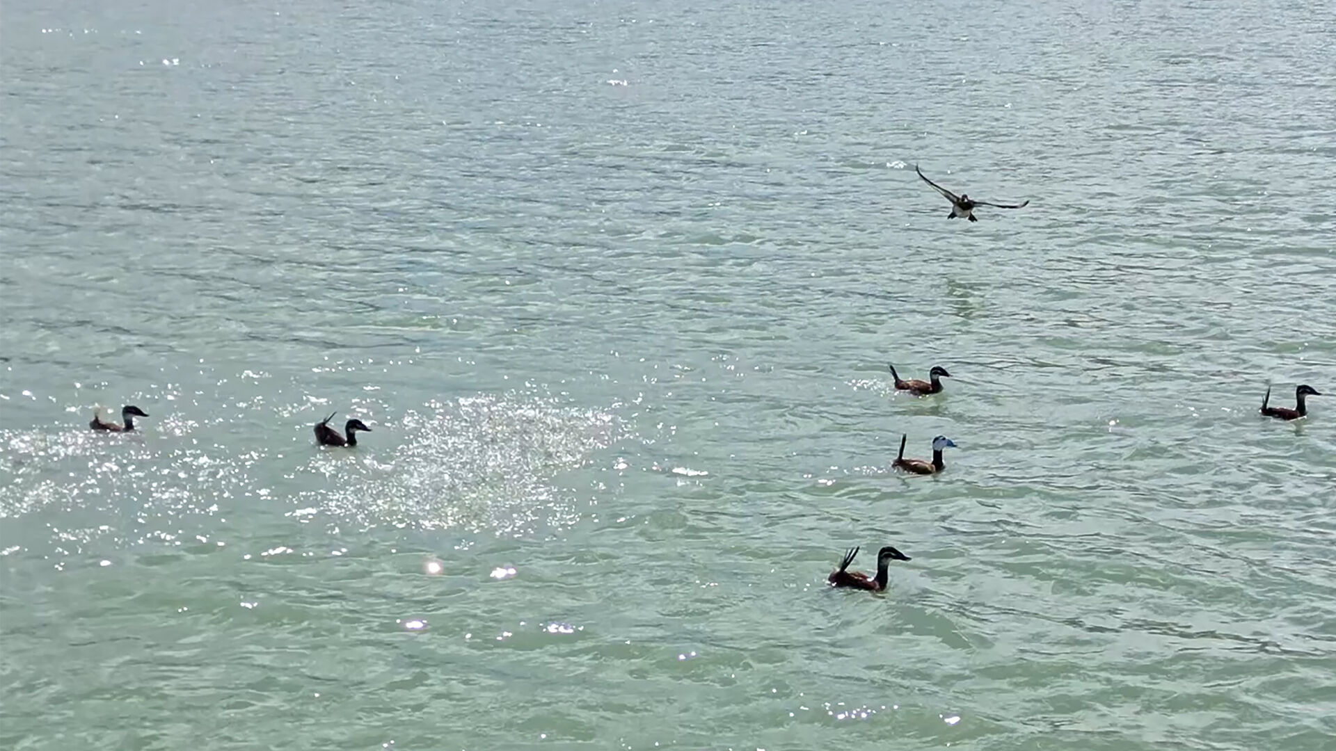 Haber Kapak Şablon (47)-33