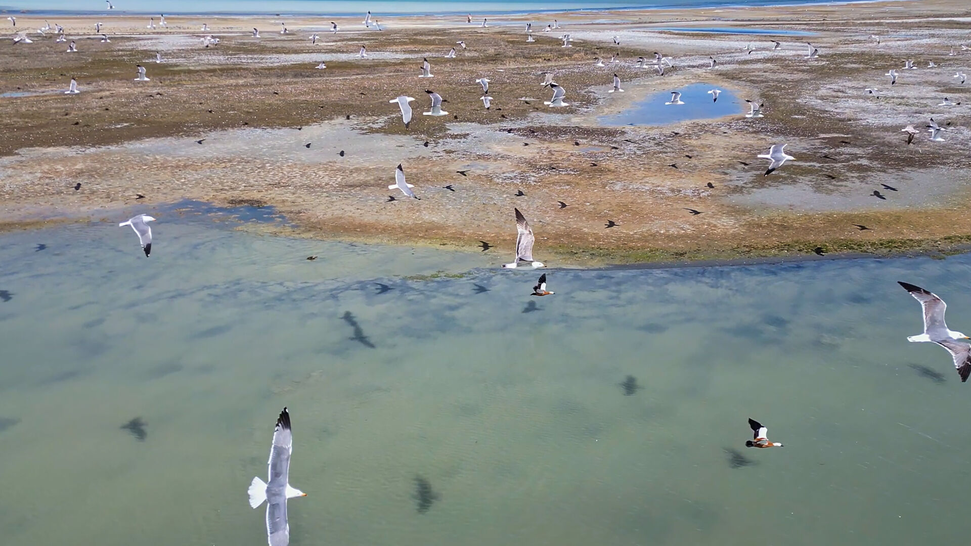 Haber Kapak Şablon (49)-31