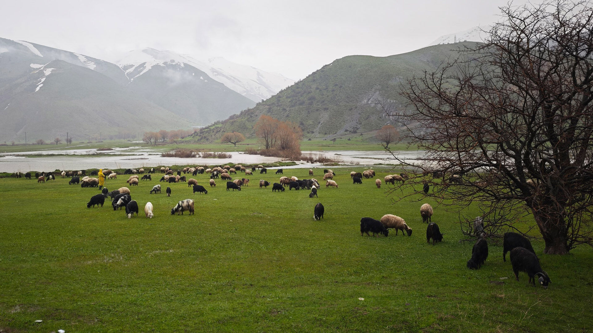 Bitlis’te Meralar Canlandı, Sürüler Otlaklara Çıktı 1