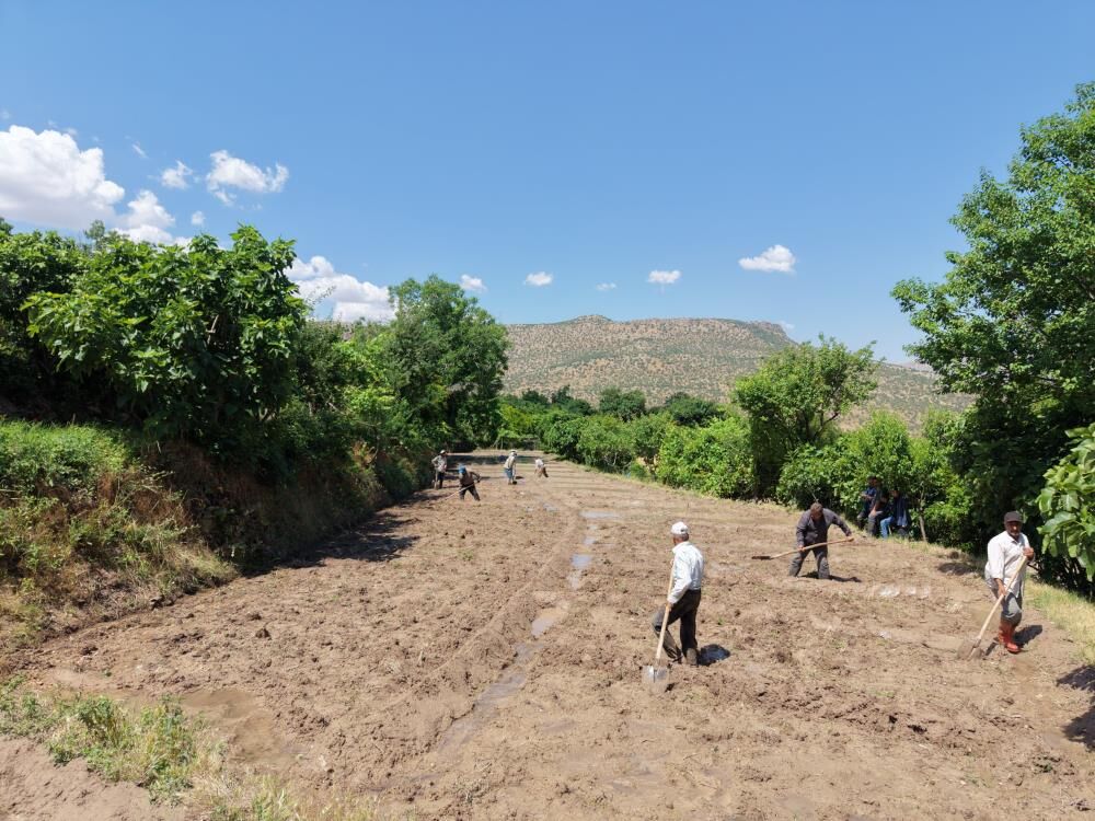 Bitlis'e Komşu Ilde Pirinç Ekimi Başladı 7
