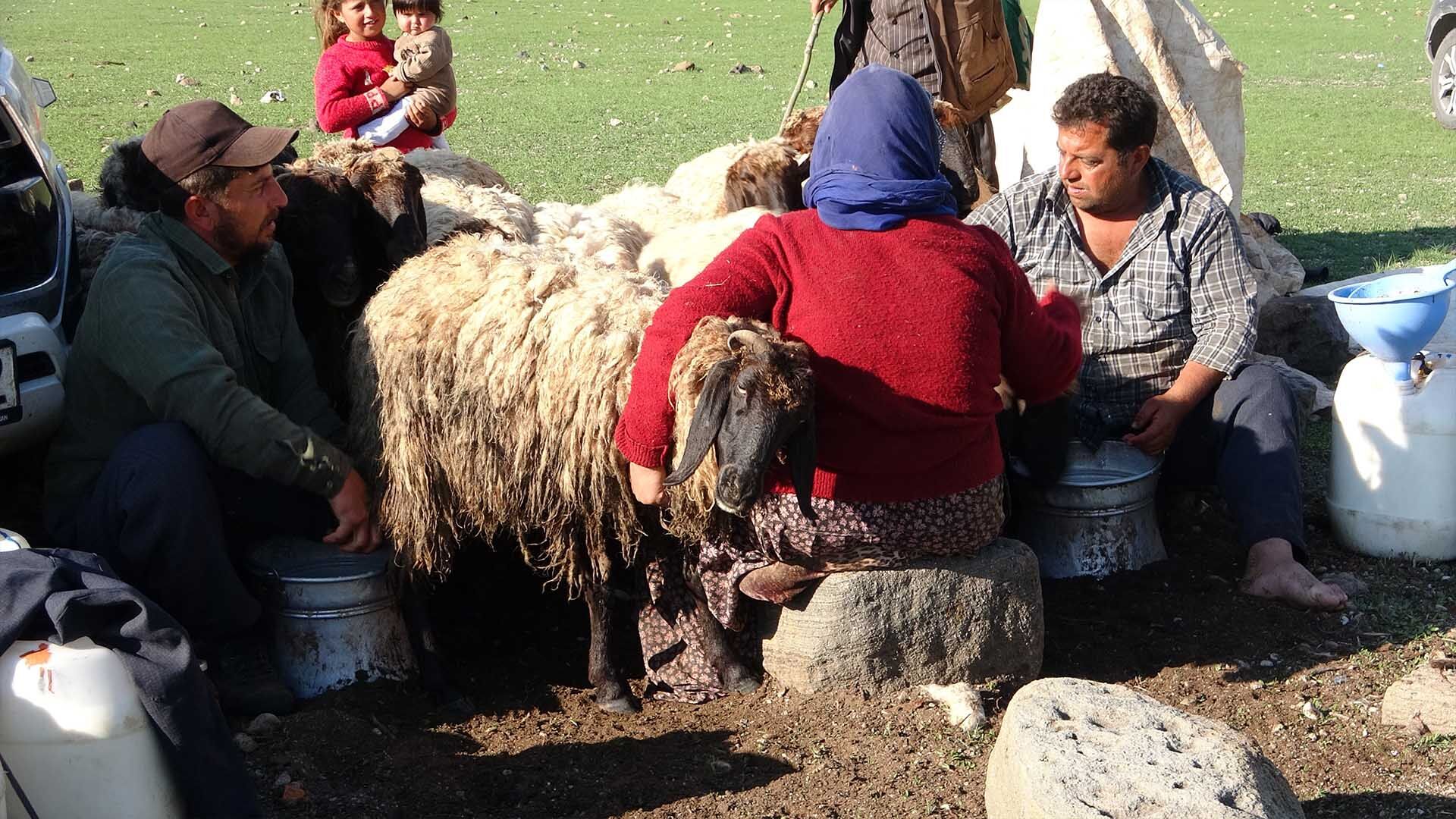 Göçerler Yayla Sezonunu Bitlis’te Açtı 2