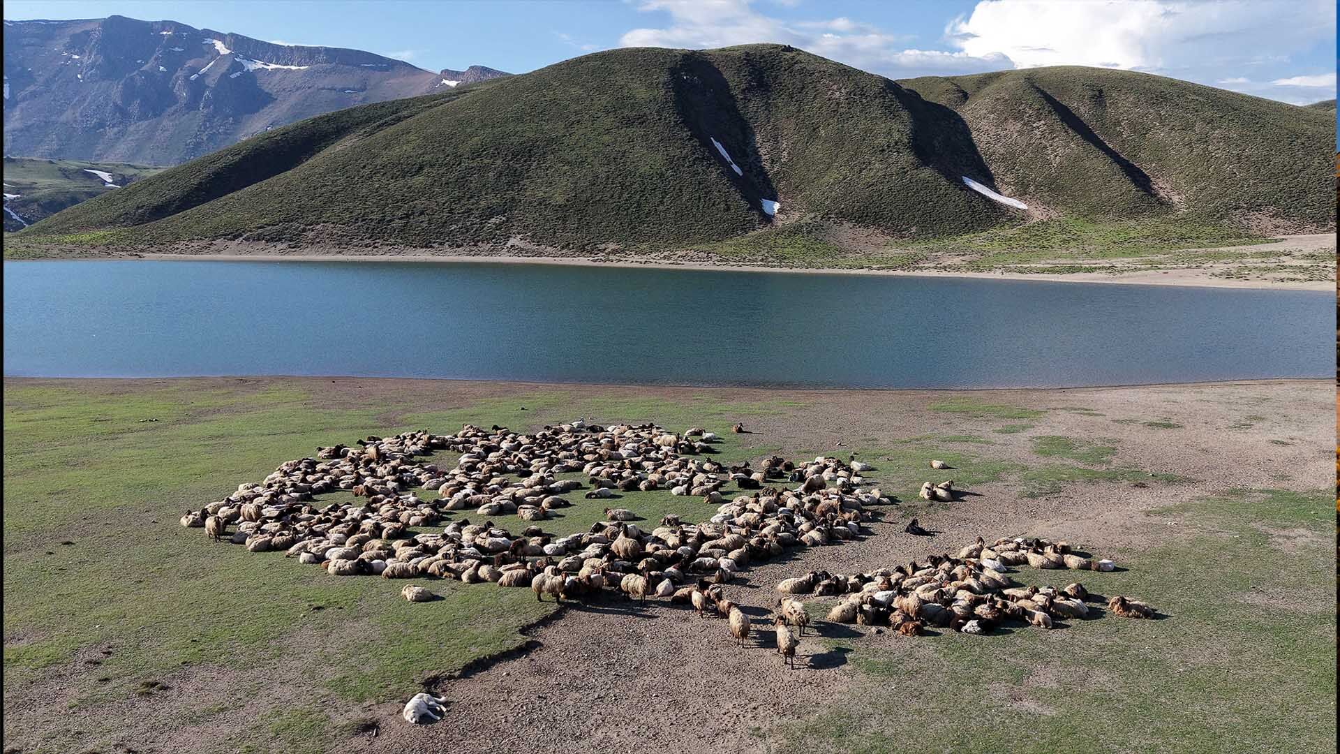 Göçerler Yayla Sezonunu Bitlis’te Açtı 3