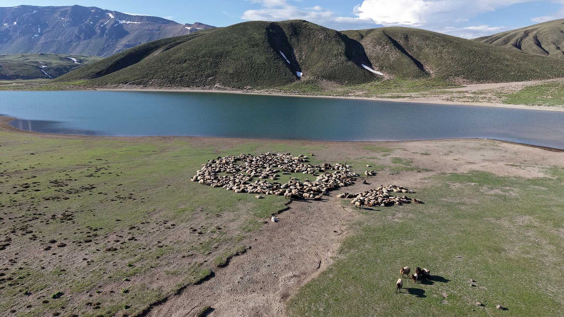 Göçerler Yayla Sezonunu Bitlis’te Açtı