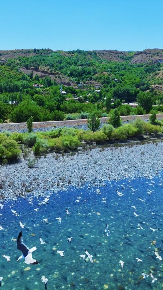 Murat Nehri Üzerinde Kartpostallık Görüntü! Martılar Gökyüzünü Kapladı1