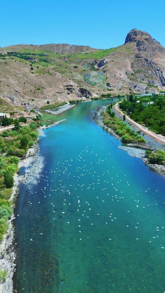 Murat Nehri Üzerinde Kartpostallık Görüntü! Martılar Gökyüzünü Kapladı3