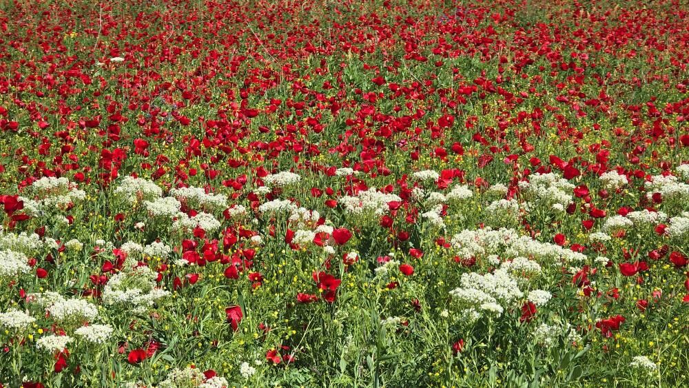 Van'da Aynı Gün Iki Mevsim Ovada Yaz; Karabet'te Kış 7