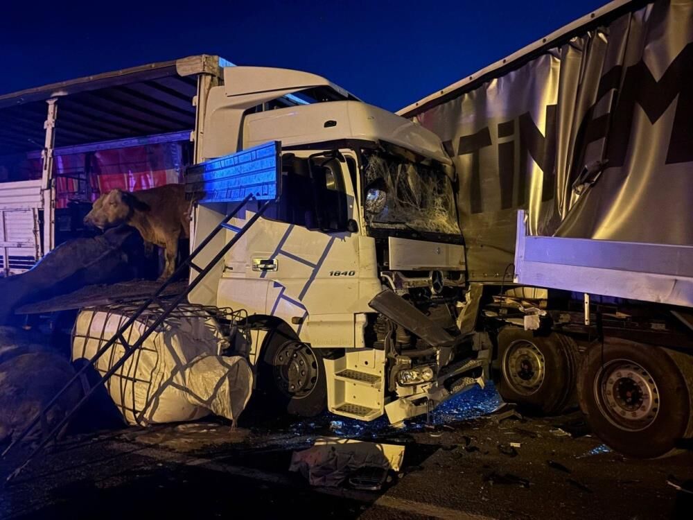 İki Tır Çarpıştı Büyükbaş Hayvanlar Yola Savruldu, 5 Hayvan Telef Oldu 1