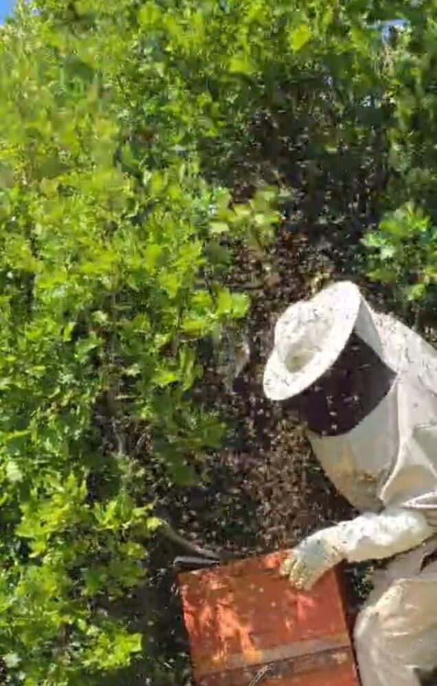 Kovandan Firar Eden Binlerce Arı Meşe Ağacına Oğul Verdi