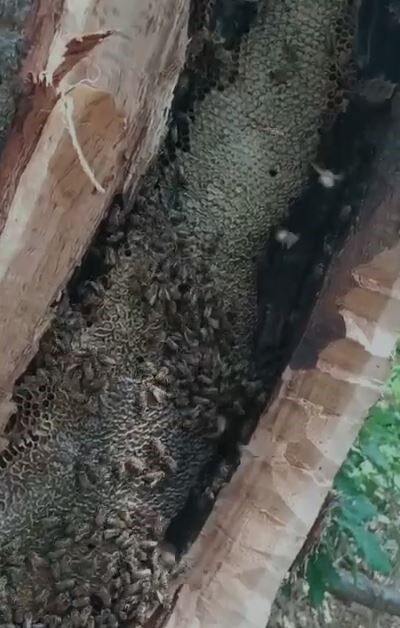 Ağaç Kovuğundan Kilo Kilo Bal Çıktı 1