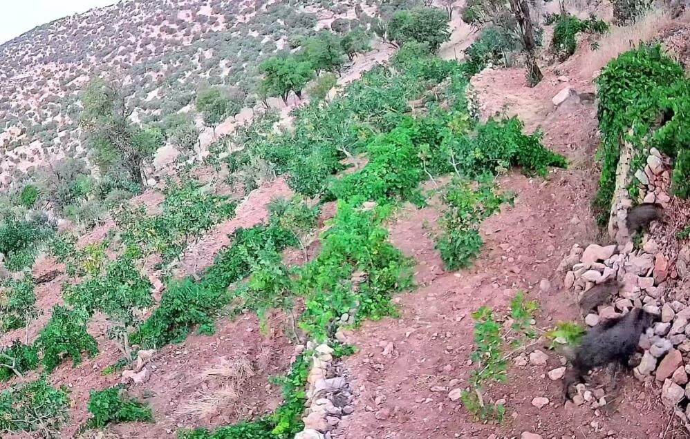 Batman'da Domuzlar Üzüm Bağlarına Dadandı; Çiftçilerin Domuz Nöbeti Başladı 1
