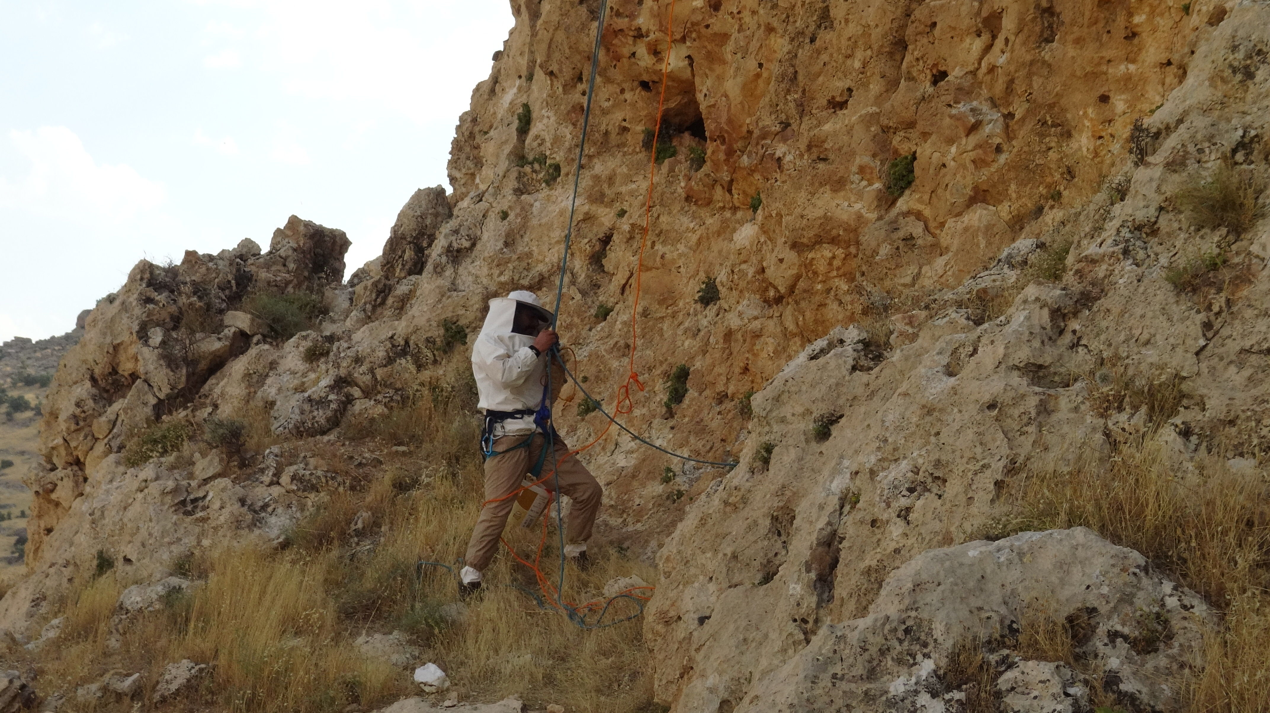 Bitlis'e Komşu Ilde Öğretmenlikten Kaya Balı Hasadına Dronla Görüntülendi 1