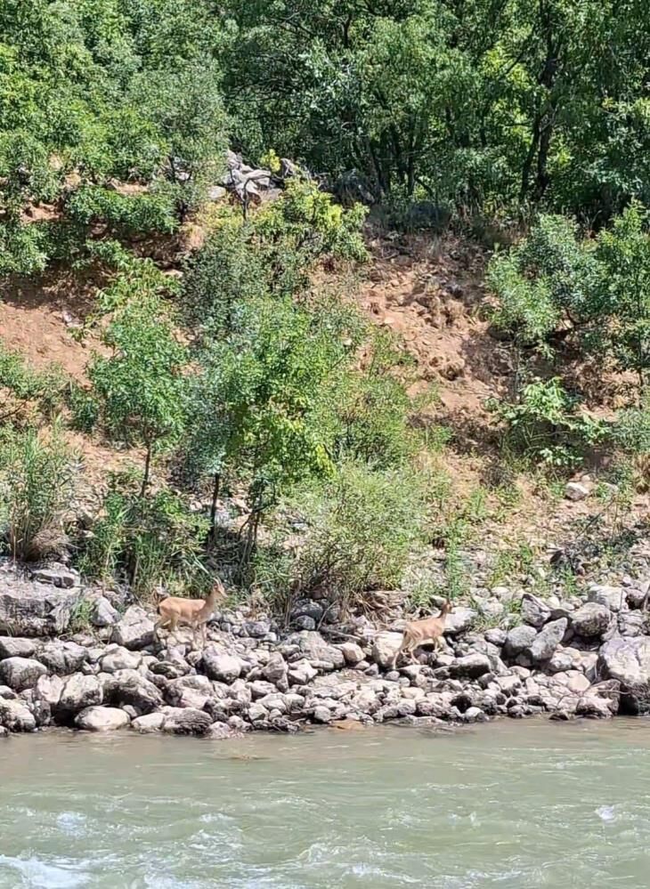 Dağ Keçileri Munzur Nehri Kıyısında Görüntülendi 1