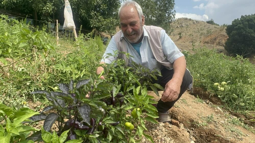 Elazığ'da Görenleri Şaşırtan Mor Biberler 1