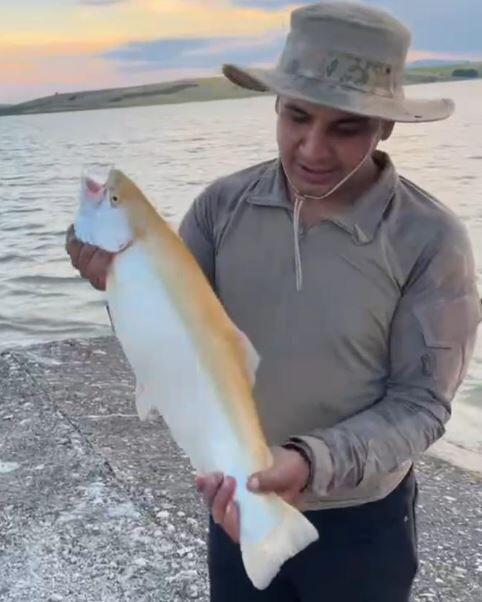 Elazığ'da Oltaya Nadir Görülen Sarı Alabalık Takıldı-1