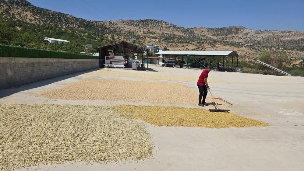 Fıstık Hasadında 'Erken Davranmayın' Uyarısı 1