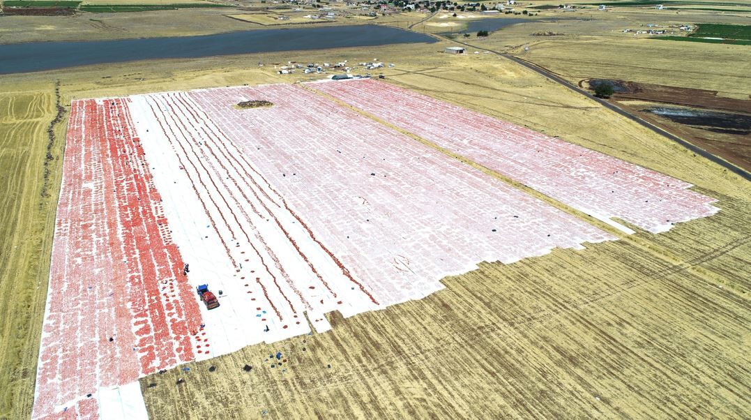 Karacadağ'ın Domatesleri Dünyaya Ihraç Ediliyor 1