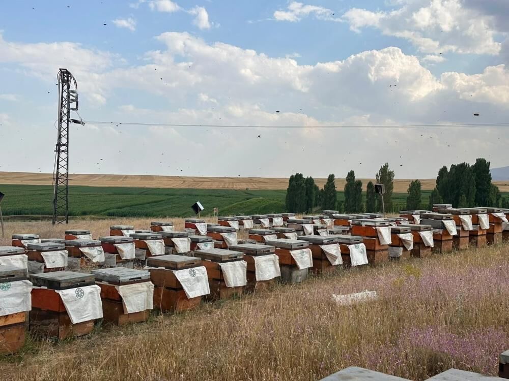 Kars'ta Arılı Kovanlar Masaya Yatırıldı Üreticilere Sahada Teknik Destek 1